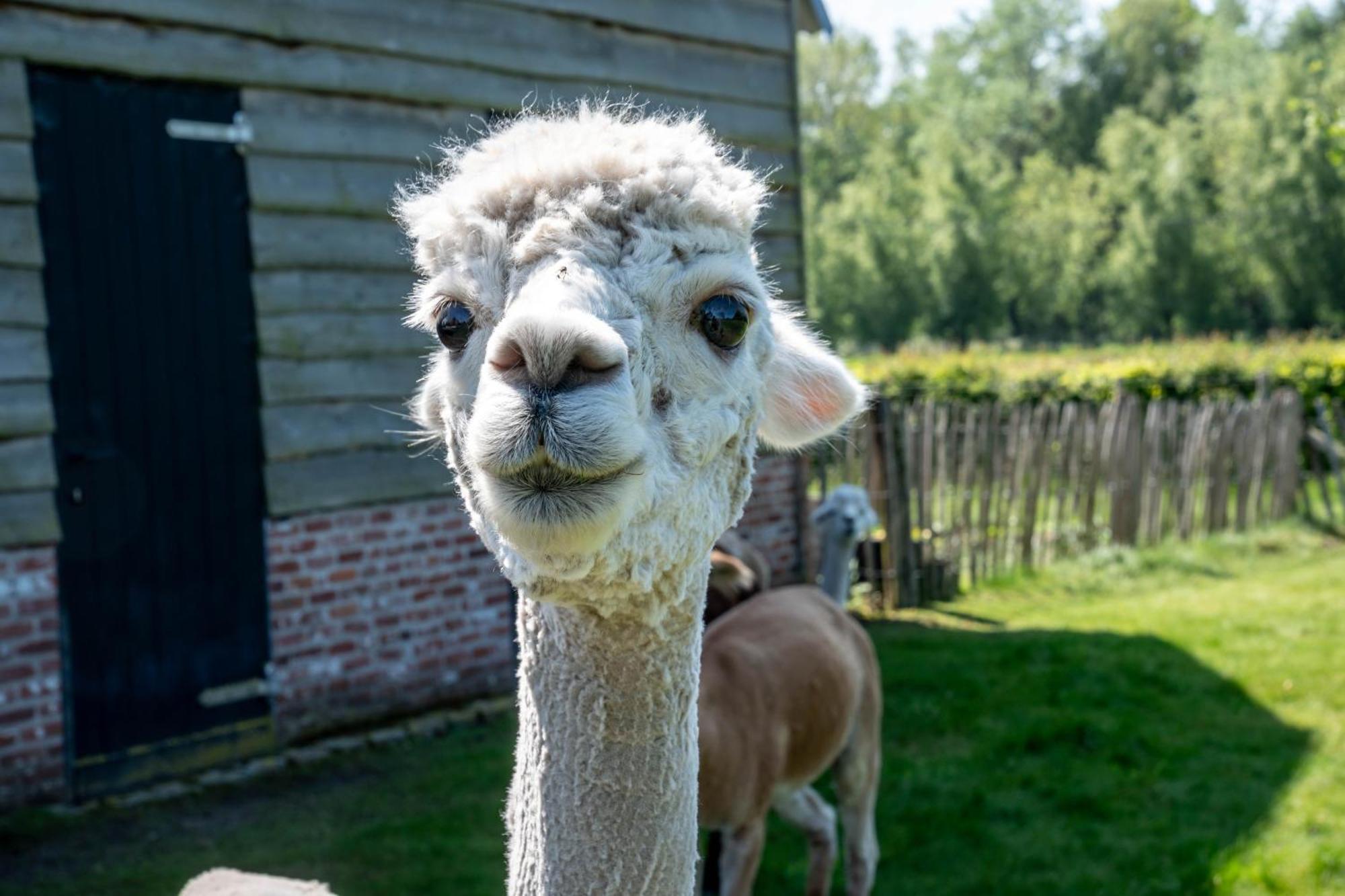Hoeve Den Akker - Luxueuze Vakantiewoningen Met Privetuinen En Alpaca'S Nabij Brugge, Damme, Knokke, Sluis En Cadzand Exterior foto