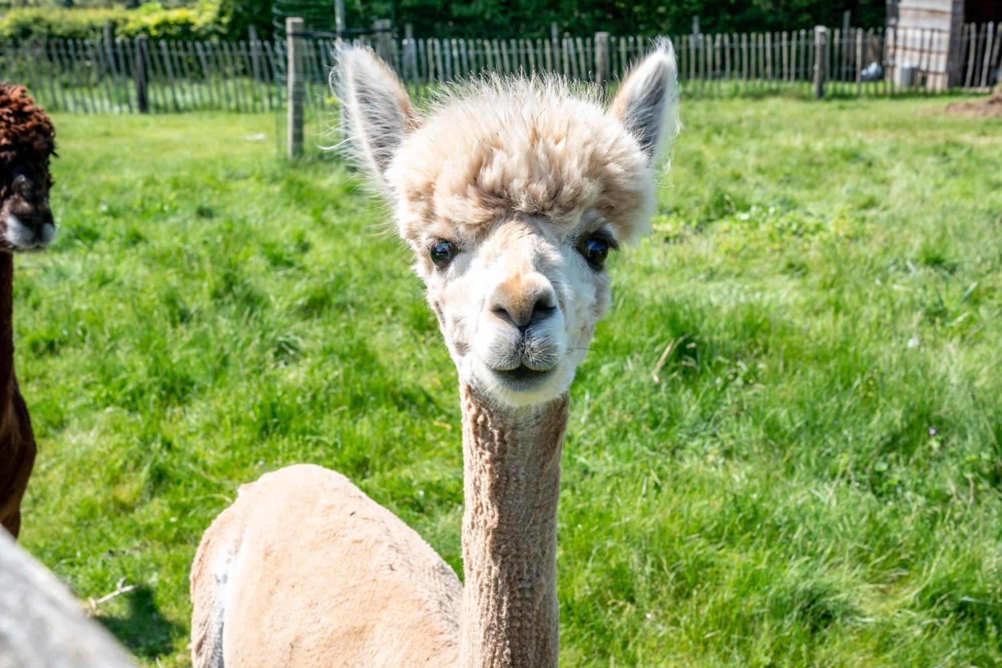 Hoeve Den Akker - Luxueuze Vakantiewoningen Met Privetuinen En Alpaca'S Nabij Brugge, Damme, Knokke, Sluis En Cadzand Exterior foto
